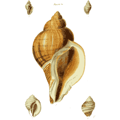 Large orange whelk shell - The Conchological Illustrations - 1841