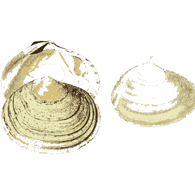 Clam shells - The Conchological Illustrations - 1841