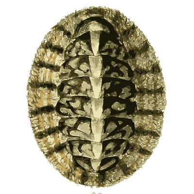 Chiton shell 01 - The Conchological Illustrations - 1841