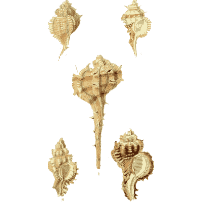 Murex shell 01 - The Conchological Illustrations - 1841