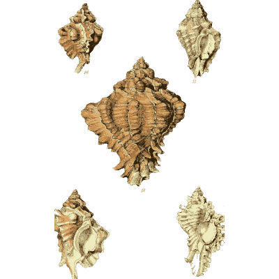 Murex shells 02 - The Conchological Illustrations - 1841