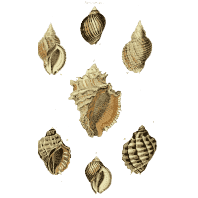 Ribbed whelk shells 02 - The Conchological Illustrations - 1841