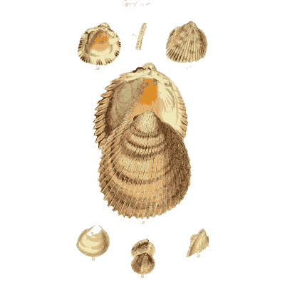 Ribbed ark shells 01 - The Conchological Illustrations - 1841
