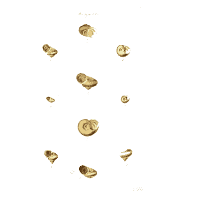 Tiny snail shells 01 - The Conchological Illustrations - 1841