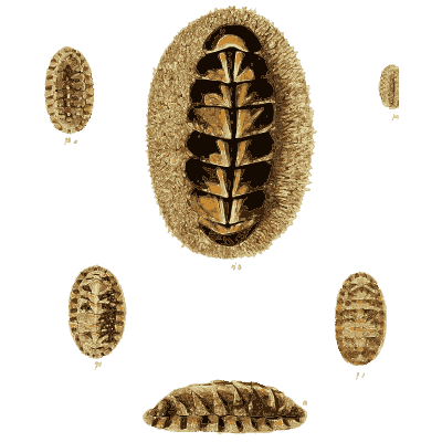 Chiton shells 01 - The Conchological Illustrations - 1841