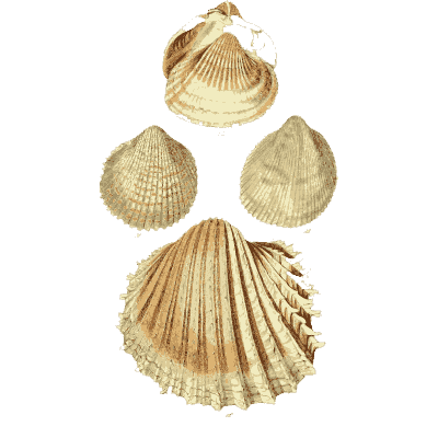 Ribbed cockle shells 01 - The Conchological Illustrations - 1841