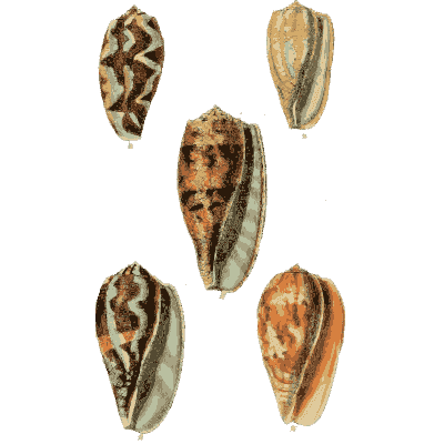 Olive shells - The Conchological Illustrations - 1841
