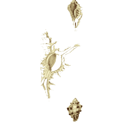 Spider conch - The Conchological Illustrations - 1841