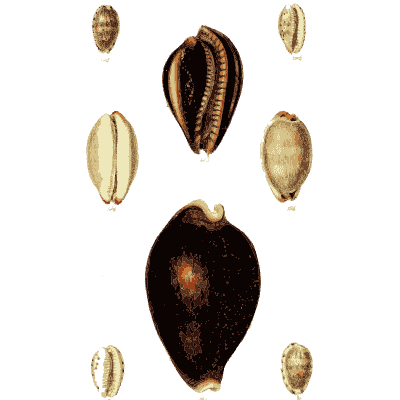 Cowrie shells 01 - The Conchological Illustrations - 1841