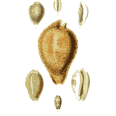 Spotted cowrie shell - The Conchological Illustrations - 1841