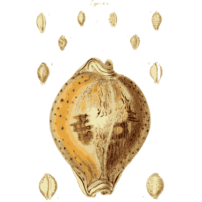 Large patterned cowrie - The Conchological Illustrations - 1841