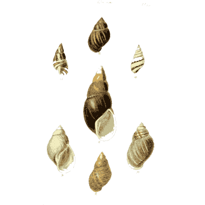 Pointed snail shells 01 - The Conchological Illustrations - 1841