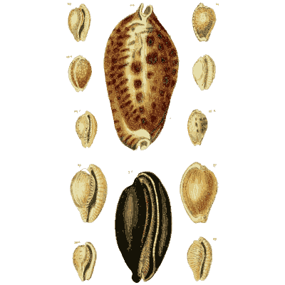 Cowrie shells 02 - The Conchological Illustrations - 1841
