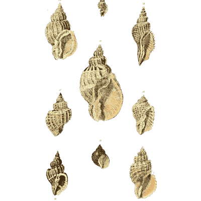 Whelk shells 01 - The Conchological Illustrations - 1841