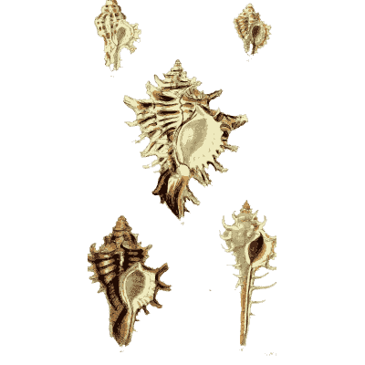 Murex shells 04 - The Conchological Illustrations - 1841