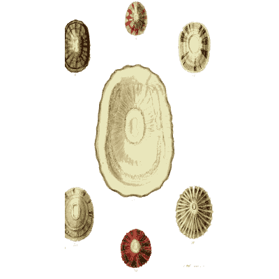 Limpet shells 01 - The Conchological Illustrations - 1841