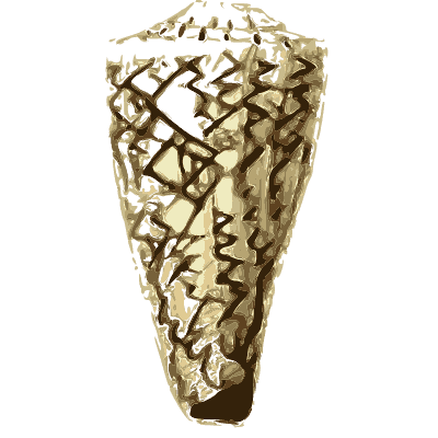 Large cone shell 02 - The Conchological Illustrations - 1841