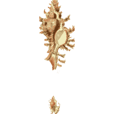 Murex shell 02 - The Conchological Illustrations - 1841