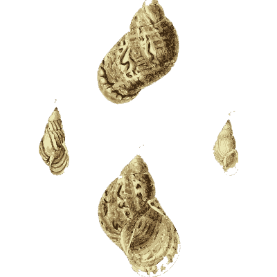 Whelk shells 02 - The Conchological Illustrations - 1841