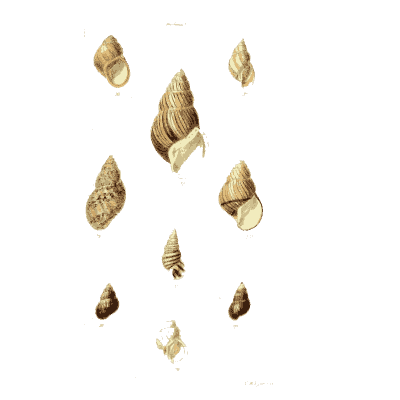 Small snail shells 01 - The Conchological Illustrations - 1841