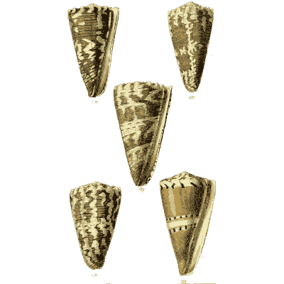 Cone shells 01 - The Conchological Illustrations - 1841
