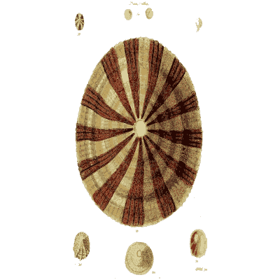 Large limpet - The Conchological Illustrations - 1841