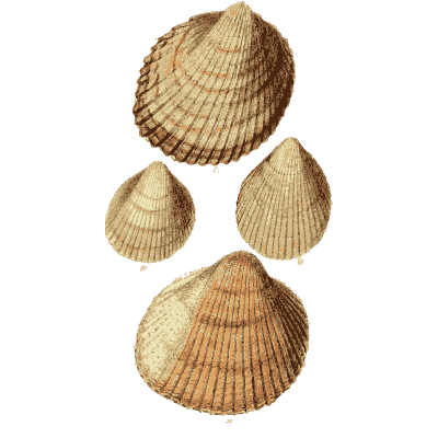 Ribbed cockle shells 02 - The Conchological Illustrations - 1841