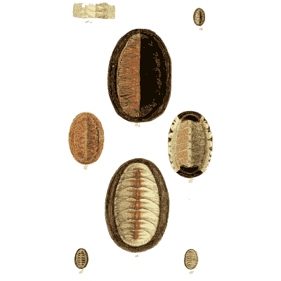 Chitons - The Conchological Illustrations - 1841