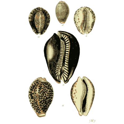 Cowrie shells 03 - The Conchological Illustrations - 1841