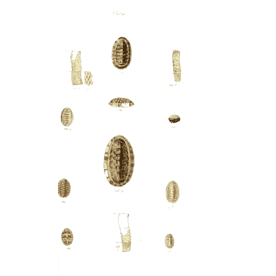 Small chitons - The Conchological Illustrations - 1841