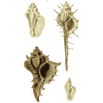 Long-spined murex - The Conchological Illustrations - 1841