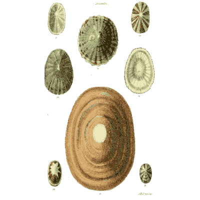 Limpets - The Conchological Illustrations - 1841