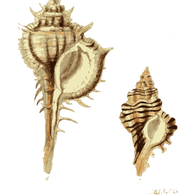 Murex shell 03 - The Conchological Illustrations - 1841