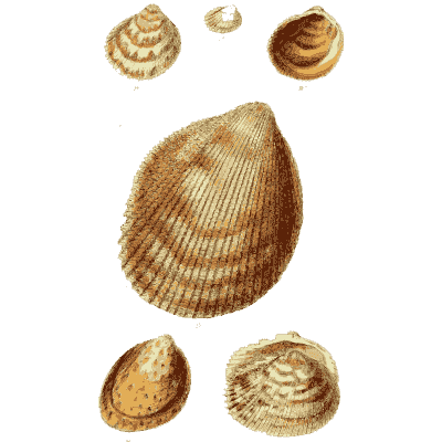 Large ribbed cockle 01 - The Conchological Illustrations - 1841