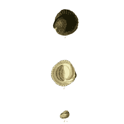 Small rounded nerite shells 02 - The Conchological Illustrations - 1841