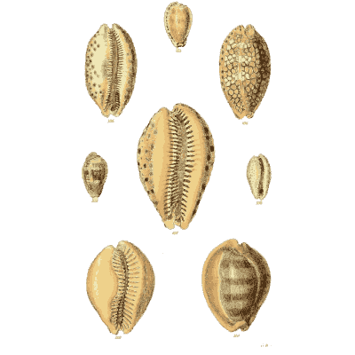 Cowrie shells 04 - The Conchological Illustrations - 1841