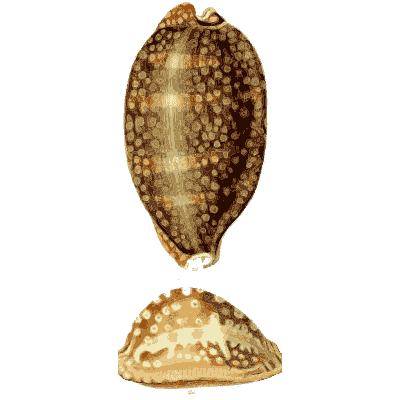 Large spotted cowrie 01 - The Conchological Illustrations - 1841