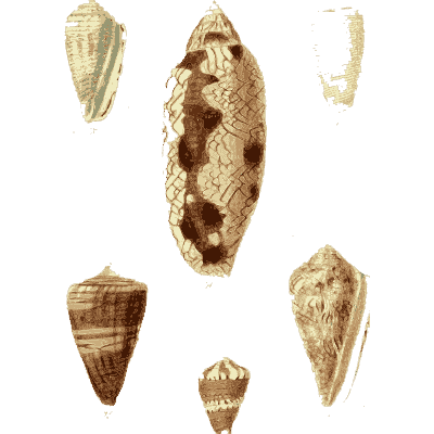 Cone shells 02 - The Conchological Illustrations - 1841