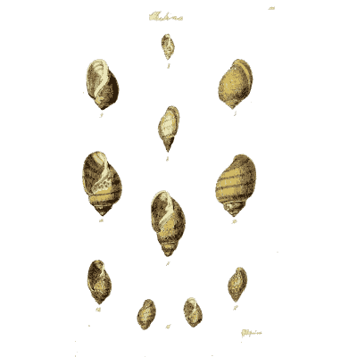 Small snail shells 02 - The Conchological Illustrations - 1841