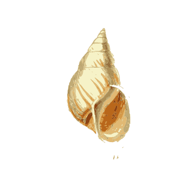 Whelk shell 01 - The Conchological Illustrations - 1841