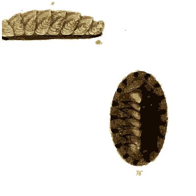 Chiton shell 02 - The Conchological Illustrations - 1841