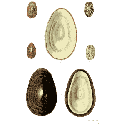 Limpet shells 02 - The Conchological Illustrations - 1841