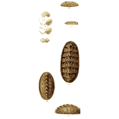Chiton shells 02 - The Conchological Illustrations - 1841