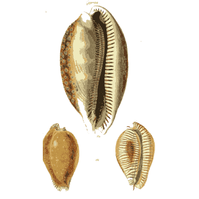 Large banded cowrie 01 - The Conchological Illustrations - 1841