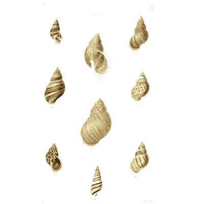 Small pointed snail shells 01 - The Conchological Illustrations - 1841