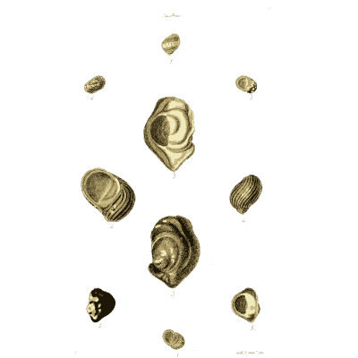 Small rounded shells 01 - The Conchological Illustrations - 1841