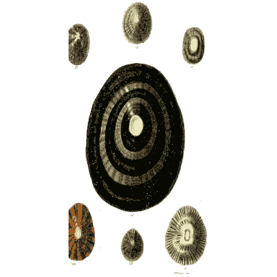 Dark ringed limpet - The Conchological Illustrations - 1841