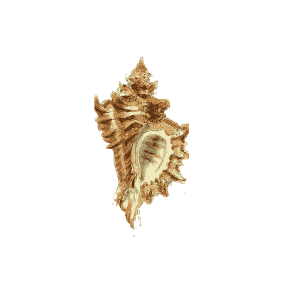 Murex shell 04 - The Conchological Illustrations - 1841
