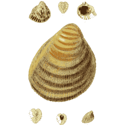 Large banded cockle shell - The Conchological Illustrations - 1841