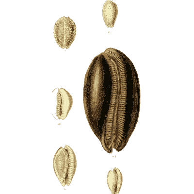 Dark cowrie - The Conchological Illustrations - 1841